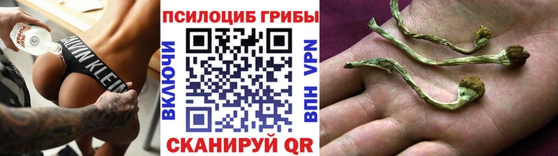 Купить где Пущино Псилоцибиновые грибы мицелий